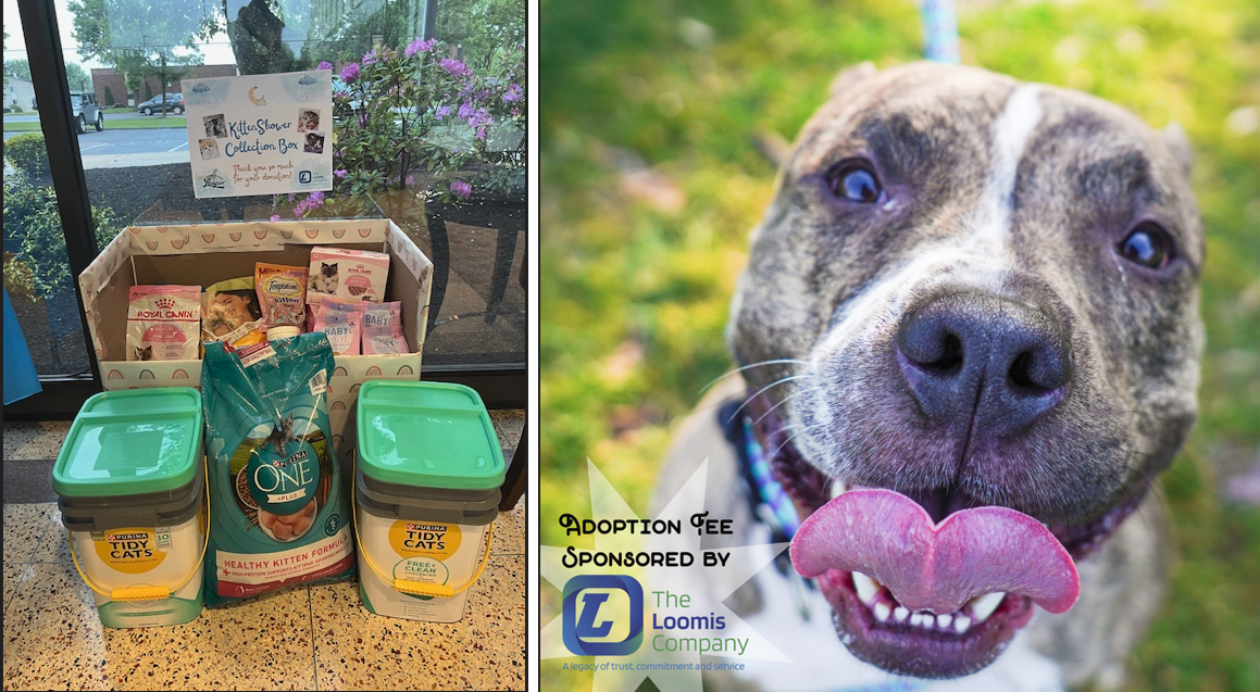 Animal Rescue League